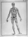 [Ensemble du système lymphatique de la face antérieure du corps] - Manuel d'anatomie descriptive du  [...]