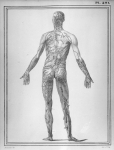 [Ensemble du système lymphatique de la partie postérieure du corps] - Manuel d'anatomie descriptive  [...]