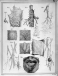 [Tissus cellulaire et adipeux, systèmes lymphatique, séreux, muqueux, nerveux] - Manuel d'anatomie d [...]