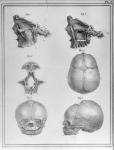 [Partie de la face et du crâne vue de profil d'un homme, tête d'un foetus à terme] - Manuel d'anatom [...]