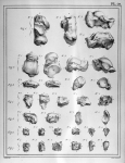 [Calcaneum, astragale, os squaphoïde, os cuboïde, os cunéiformes du pied gauche d'un homme de 28 ans [...]