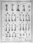 [Os du métatarse et phalanges du pied gauche d'un homme de 28 ans] - Manuel d'anatomie descriptive d [...]