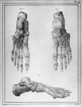 [Pied d'un homme de 25 ans] - Manuel d'anatomie descriptive du corps humain