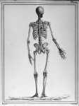 [Squelette d'un homme âgé de 38 ans, remarquable pendant sa vie par la beauté de son corps et la rég [...]