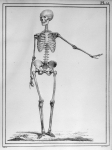[Squelette d'un femme âgée de 22 ans, remarquable pendant sa vie par la beauté de sa physionomie, l' [...]