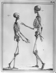[Squelettes d'un femme âgée de 22 ans, remarquable pendant sa vie par la beauté de sa physionomie, l [...]