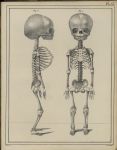 [Squelette d'un foetus mâle] - Manuel d'anatomie descriptive du corps humain