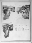 [Articulation temporo-maxillaire, fibro-cartilage inter-articulaire] - Manuel d'anatomie descriptive [...]