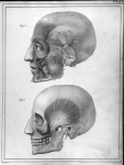 [Muscles du crâne et de la face d'un homme de 25 ans] - Manuel d'anatomie descriptive du corps humai [...]