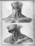 [Muscles de la partie antérieure et superficielle du cou, de la partie antérieure et latérale gauche [...]