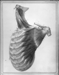 [Muscles scalènes] - Manuel d'anatomie descriptive du corps humain