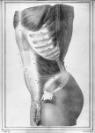 [Muscle petit oblique de l'abdomen du côté gauche d'un homme de 20 ans] - Manuel d'anatomie descript [...]
