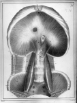 [Muscle diaphragme] - Manuel d'anatomie descriptive du corps humain