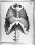 [Diaphragme pendant l'expiration, homme de 36 ans] - Manuel d'anatomie descriptive du corps humain