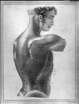 [Muscles trapèze, grand dorsal et deltoïde du côté droit d'un homme de 20 ans] - Manuel d'anatomie d [...]