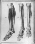 [Muscles de la jambe et du pied] - Manuel d'anatomie descriptive du corps humain