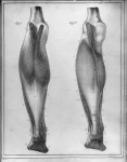 [Muscles jumeaux, solaire et jambier grêle] - Manuel d'anatomie descriptive du corps humain