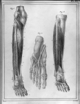 [Muscles de la jambe et du pied] - Manuel d'anatomie descriptive du corps humain