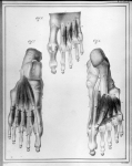 [Muscles du pied] - Manuel d'anatomie descriptive du corps humain
