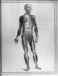 [Système musculaire] - Manuel d'anatomie descriptive du corps humain