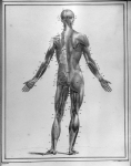 [Système musculaire de la partie postérieure du corps, sur un homme de 40 ans] - Manuel d'anatomie d [...]