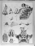 [Os et cartilages du nez, fosses nasales] - Manuel d'anatomie descriptive du corps humain