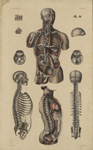 Angéiologie, planche 10
[Planche séparée] - Anatomie élémentaire en vingt planches in-plano