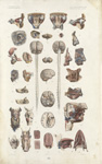 Planche 15  : Cerveau et moëlle épinière, organes des sens, larynx
[Planche séparée] - Anatomie élém [...]