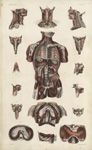 Détails de myologie planche 8
[Planche séparée] - Anatomie élémentaire en vingt planches in-plano