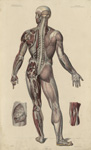Névrologie, planche 17 plan postérieur - Anatomie élémentaire en vingt planches in-plano