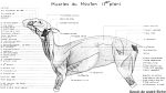 muscles du mouton (1er plan). Encre aquarellée.