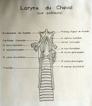 Larynx du cheval (vue inférieure). Encre.