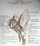 Cheval : artères et nerfs de l'épaule et du bras. Vue médiale, membre droit. Encre aquarellée.