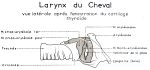 Larynx du cheval : vue latérale après fenestration du cartilage thyroïde. Encre.