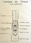 Larynx du cheval (vue supérieure). Encre.