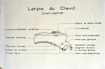 Larynx du cheval (coupe sagittale).