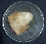 Premiers essais de moulage avec poils de l'animal: Dermite amiantacée de la leishmaniose du chien