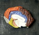 Hémisphère gauche du cerveau du boeuf : vue médiale avec gyri peints
