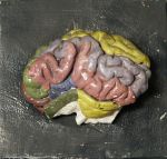 Hémisphère gauche du cerveau du boeuf : vue latérale avec gyri peints
