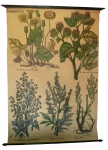 [Asteraceae]. Composées. Tussilago farfara, Lappa officinalis, Artemisia absinthium, Artemisia vulga [...]