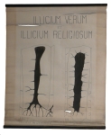 [Iliaceae]. [Magnoliacées]. Illicium verum et Illicium religiosum.