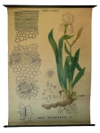 [Iridaceae]. Iridacées : Iris florentina L. 