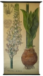 [Liliaceae]. Liliacées : Urginea scilla Steinh.