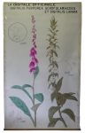 [Scrophulariaceae]. Scrophulariacées. La digitale officinale : Digitalis purpurea, Digitalis lanata.