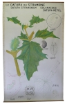 [Solanaceae]. Solanées. Solanacées : Le Datura du stramoine. Datura stramonium, Datura metel.