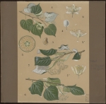[Tilia sylvestris, Tillia argentea, Tillia platyphylla] Tilleul 