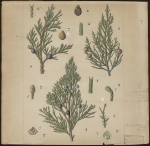 [Juniperus sabina] Genévrier sabine