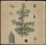[Juniperus communis] Genévrier commun