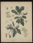 [Quercus robur var. sessiliflora] Chêne sessile. [Quercus robur var. pedunculata] Chêne pédonculé