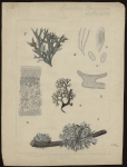 [Evernia prunastri] Lichen du chêne. [Evernia furfuracea] Lichen